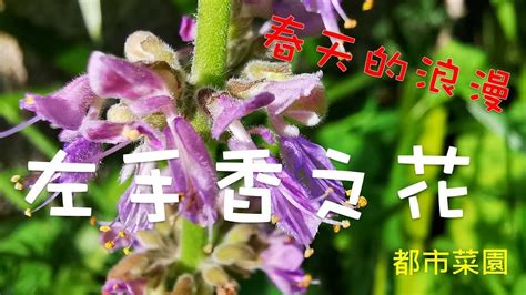 左手香 風水|左手香開花風水：邊個方位最旺財？